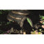 Liseron Freestanding Hedgehog House