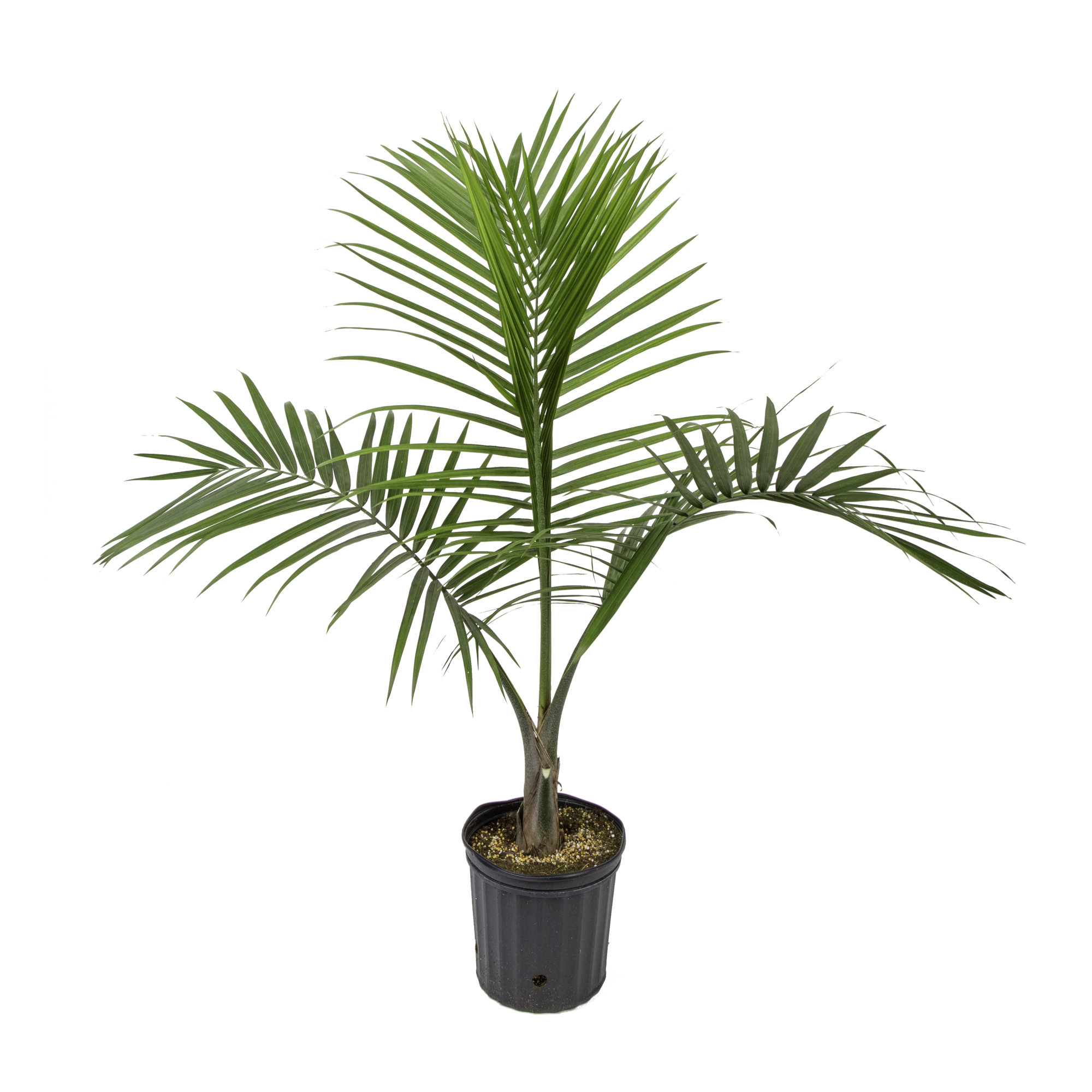 Costa Farms Indoor Easy Care Majesty Palm House Plant in 10-inch Grow Pot