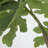 64'' Faux Sycamore Tree in Pot