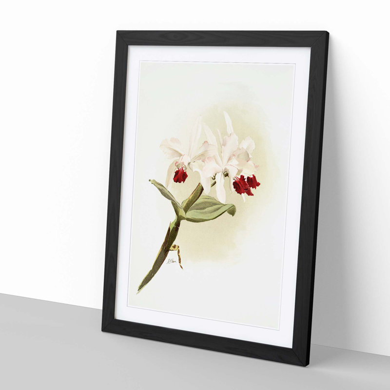 Magnolia Flowers Illustration Tab. 62 by Frederick Sander - Picture Frame Painting Print, Black, 76cm H x 50cm W x 2cm D