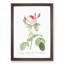 Moss Rose in Pink by Pierre-Joseph Redoute - Picture Frame Painting Print-55581970-55581973