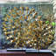 Gold Cosmos Sculpture-22841225
