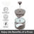 5 Cup Borosilicate French Press Coffee Maker (600 ml, 20 oz)
