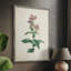 «Traditional Botanical II», reproduction encadrée - bois massif-492985455