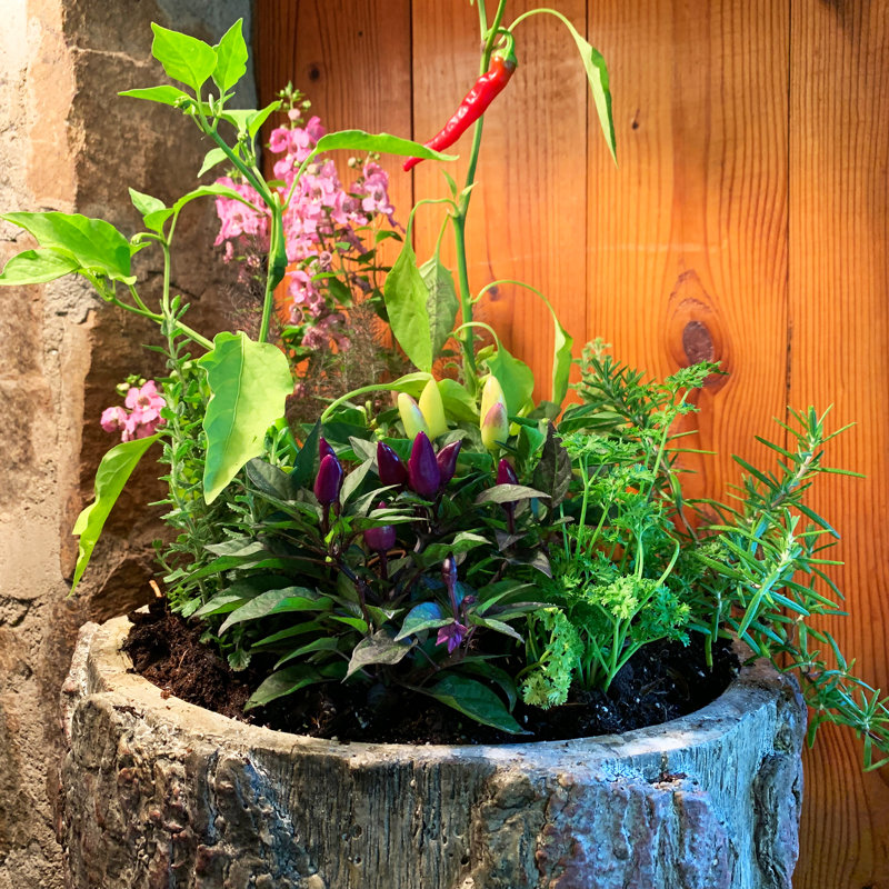 Pot à fleurs en béton Halstead