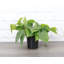 Live Green Heartleaf Philodendron Plant