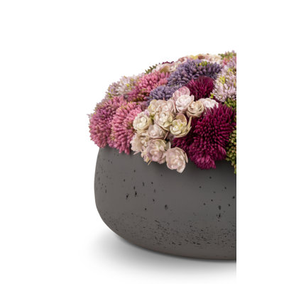 Ariane Sedum Arrangement
