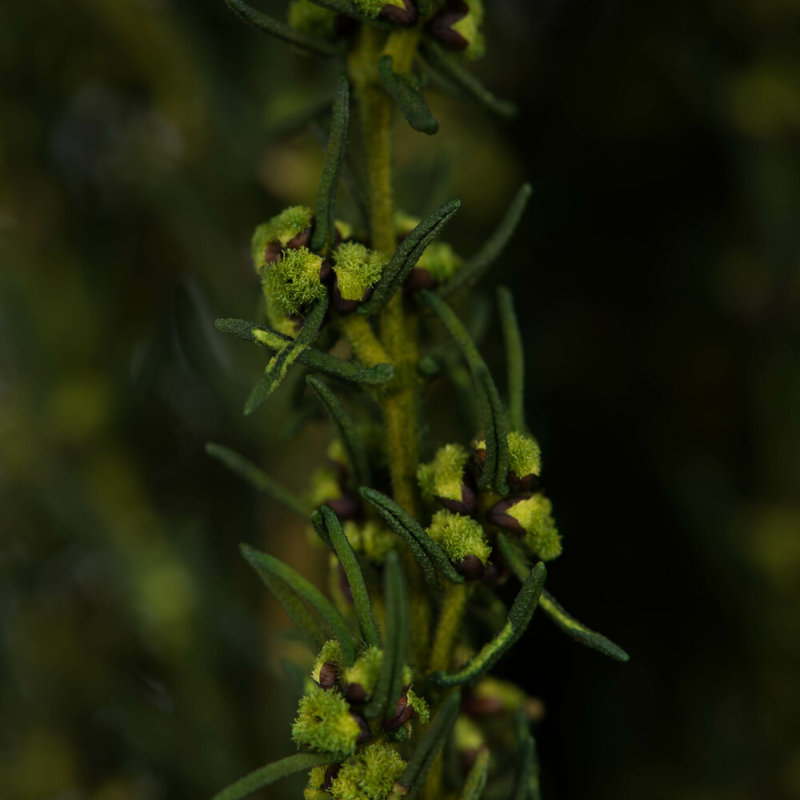 Plante à feuillage préservé 22 po, Vert