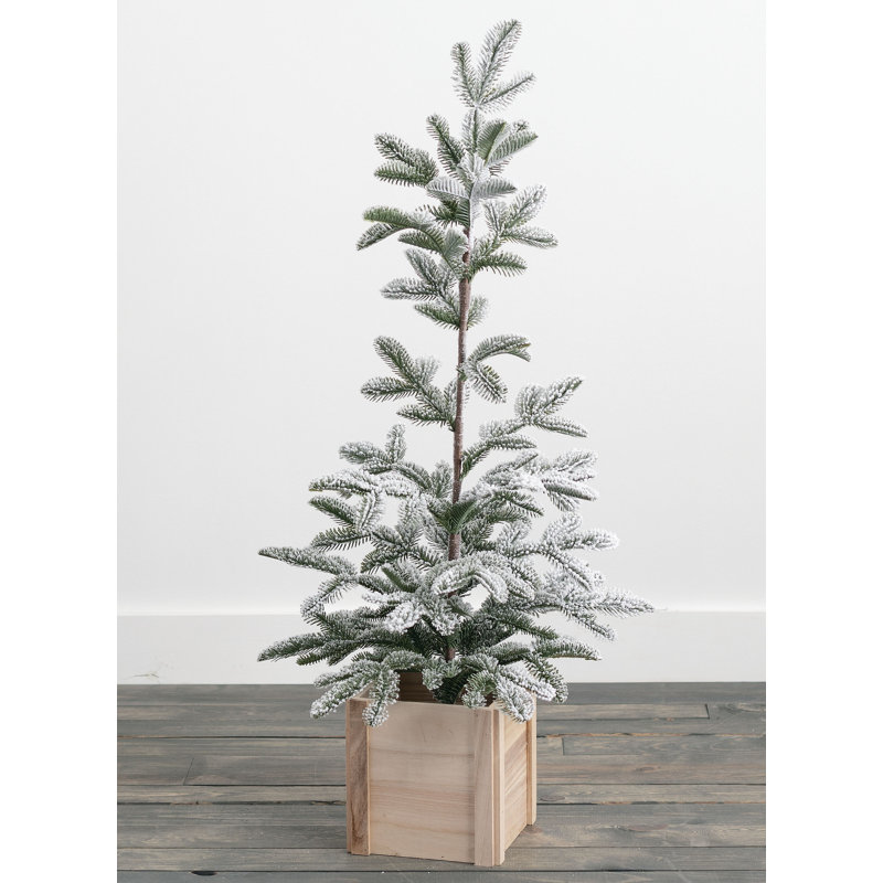 Arbre de pin en pot