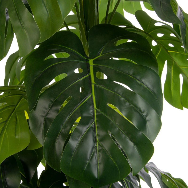Arbre de Panama Monstera Ceriman