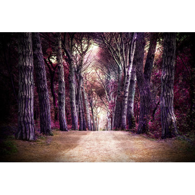 Winnifred " Path In Forest "