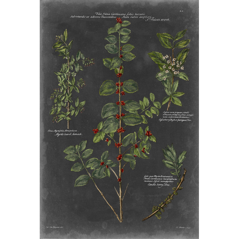 Tableau botanique rétro, H 48 po x l 32 po x P 1,25 po