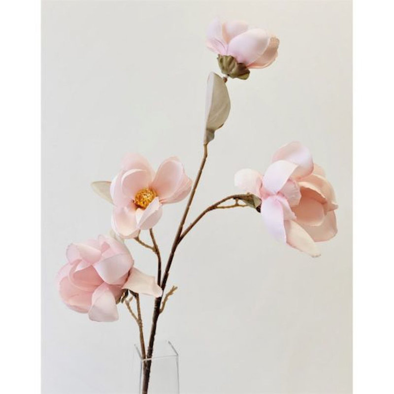 Magnolia, Rose