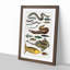 Various Fishes XXXIV by Oliver Goldsmith - Picture Frame Painting Print-55605210-55605211