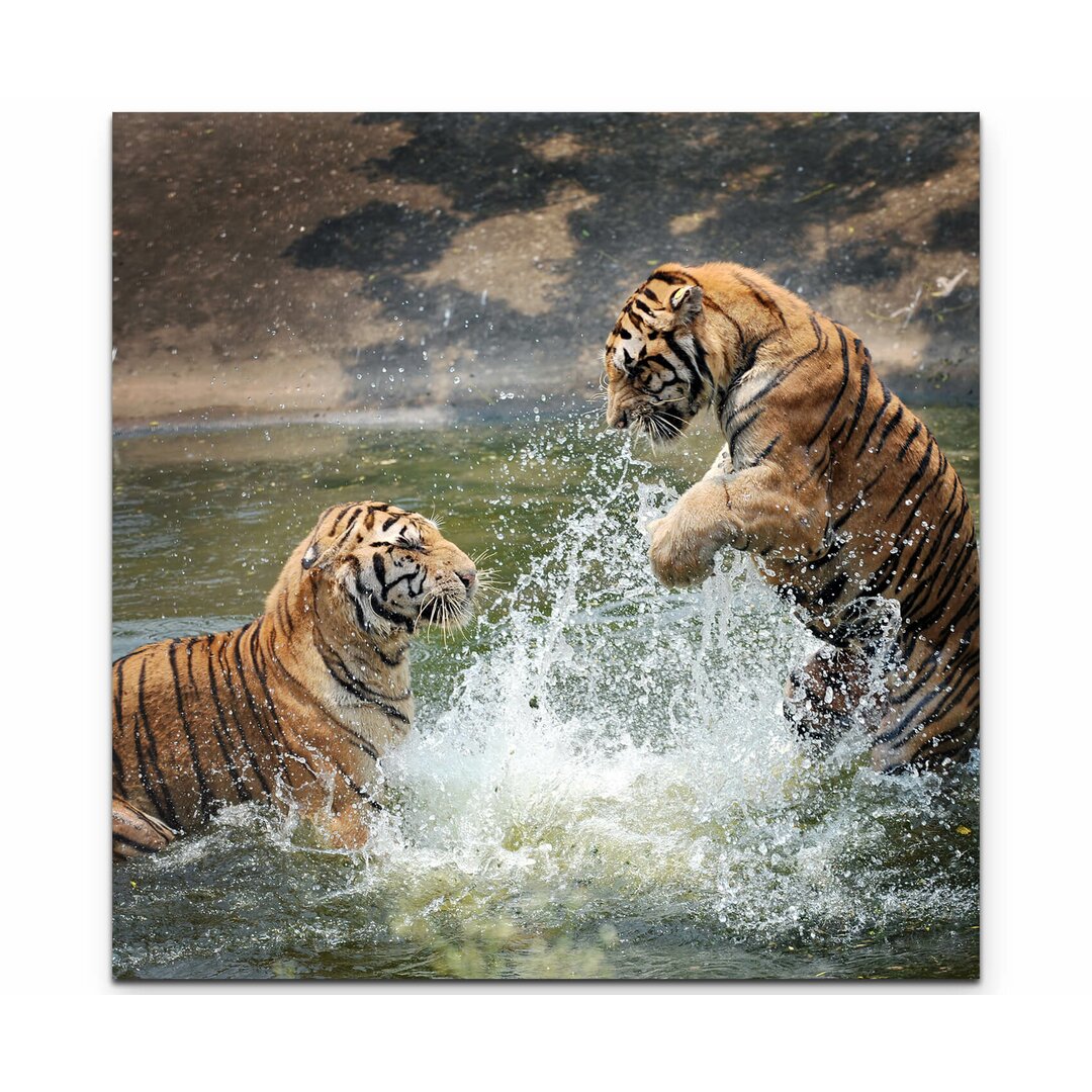 Leinwandbild Spielende Tiger im Wasser