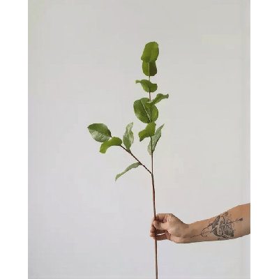 Tropical Sabah Leaf Branch â€“ 30"
