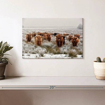 Winter Highland Cows