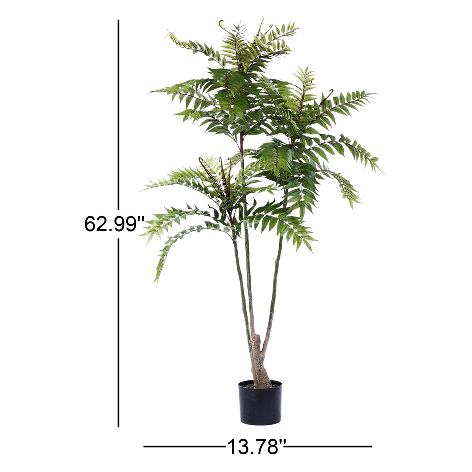 62.99'' TOONA SINENSIS Plant