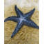 Magnifique étoile de mer - décor bord de mer