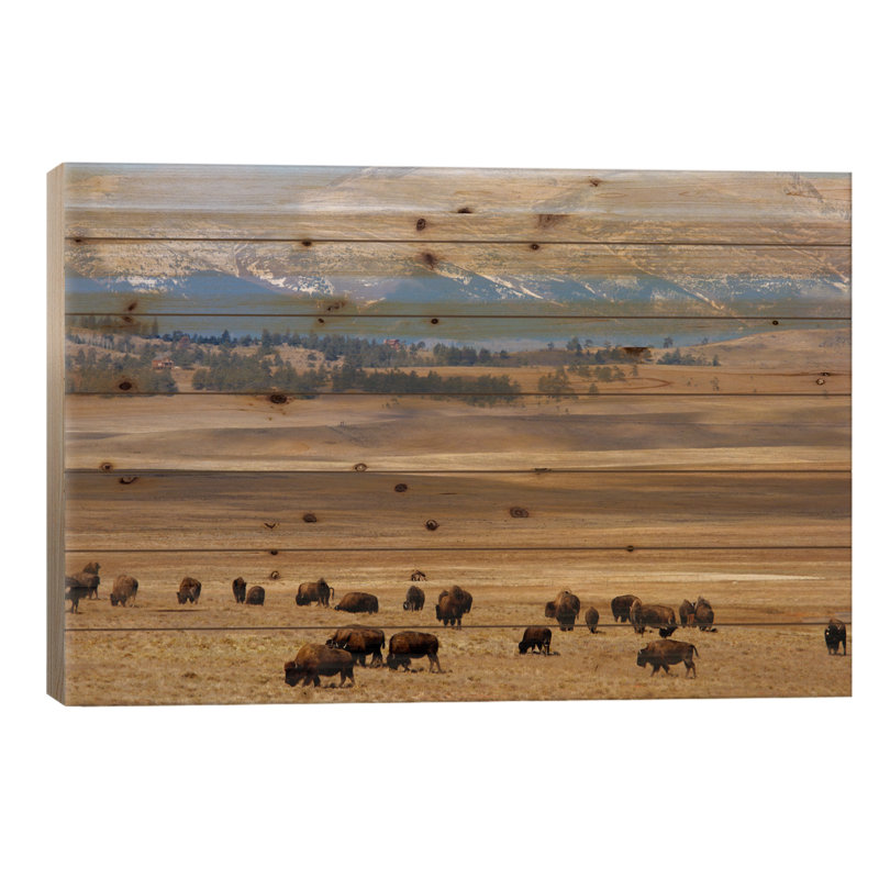 Troupeau de bisons brouteurs dans la plaine, Pike National Forest, Colorado, États-Unis, H 26 po x l 40 po x P 1,5 po