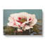 Pink Tree Peony by Kazumasa Ogawa - Wrapped Canvas-55324832
