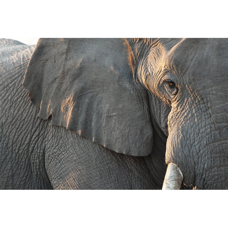 Close Up Of Elephant by Wanderluster - No Frame Print on Canvas, 30cm H x 46cm W