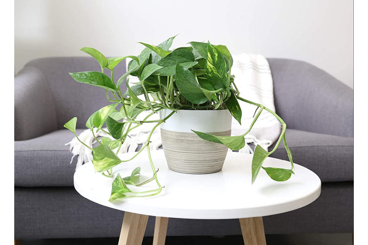 pothos plant in a pot sitting on a coffee table in front of a couch