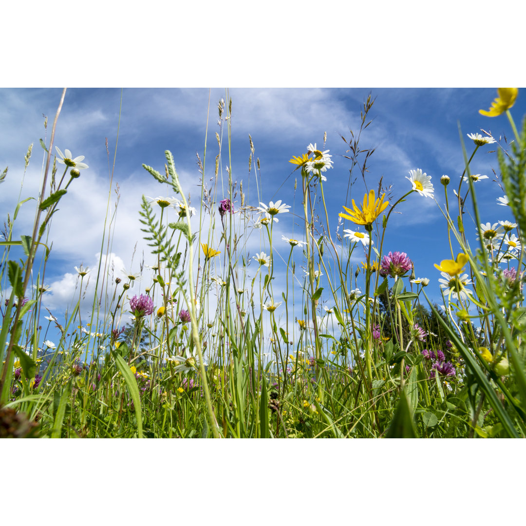 Blühende Blumen - Leinwandbild