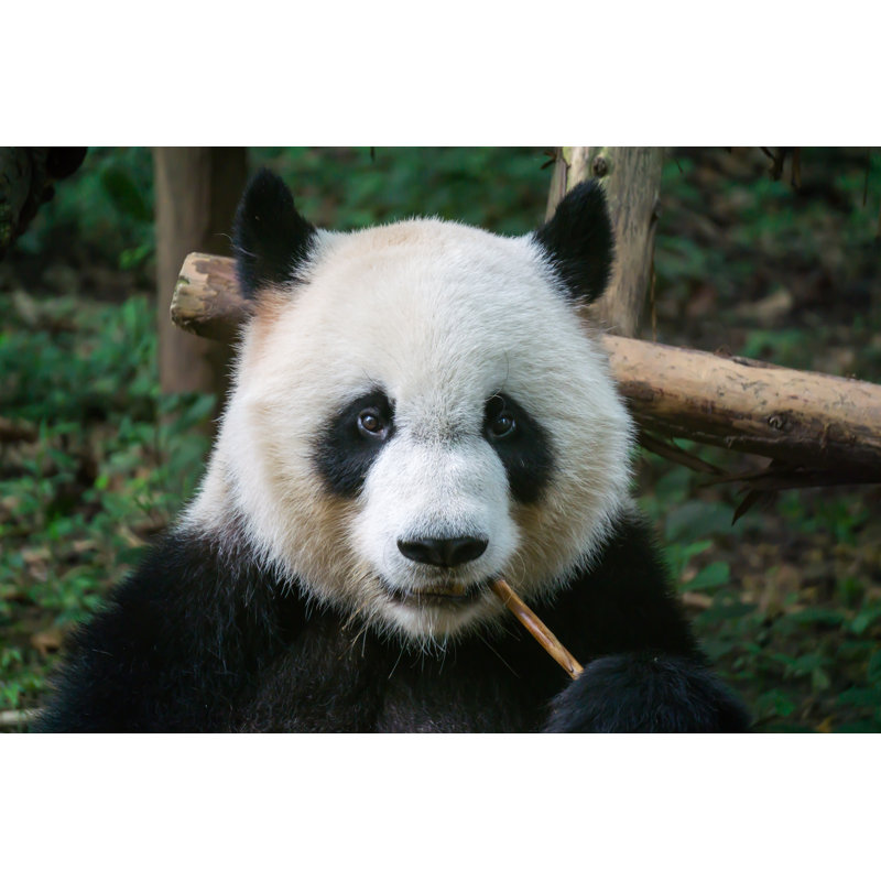 Panda Eating Bamboo - Wrapped Canvas Print, 81cm H x 122cm W x 3.8cm D
