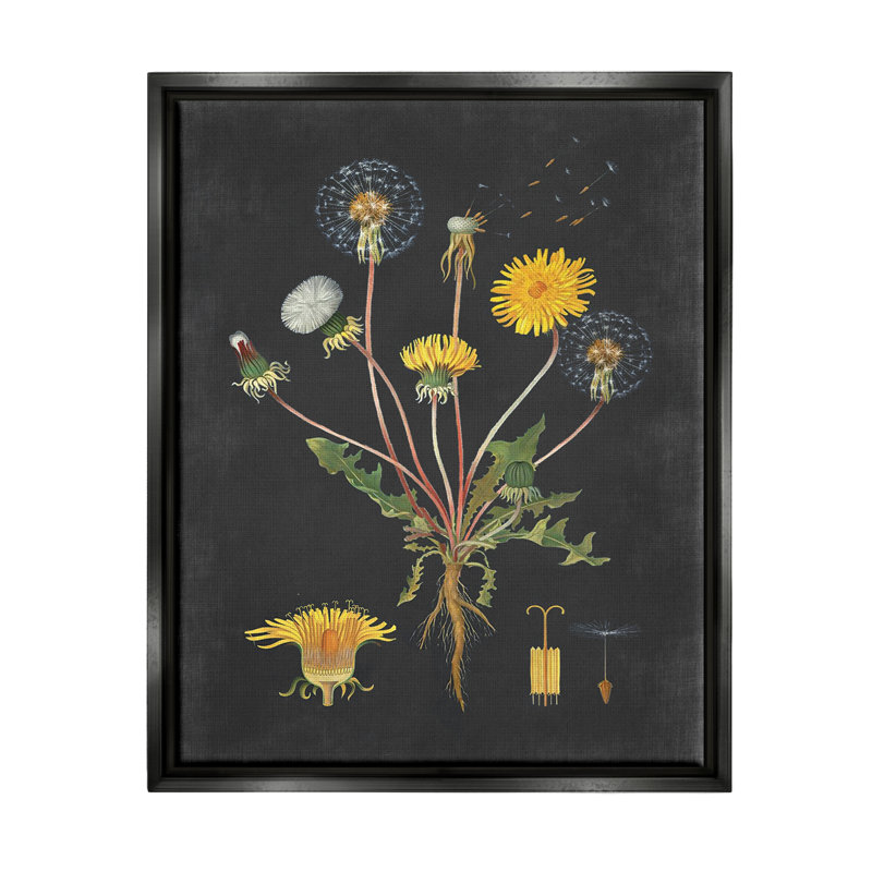Dessin botanique sur toile de pissenlit sur fond noir par lettrage et doublure, Cadre flottant noir de jais