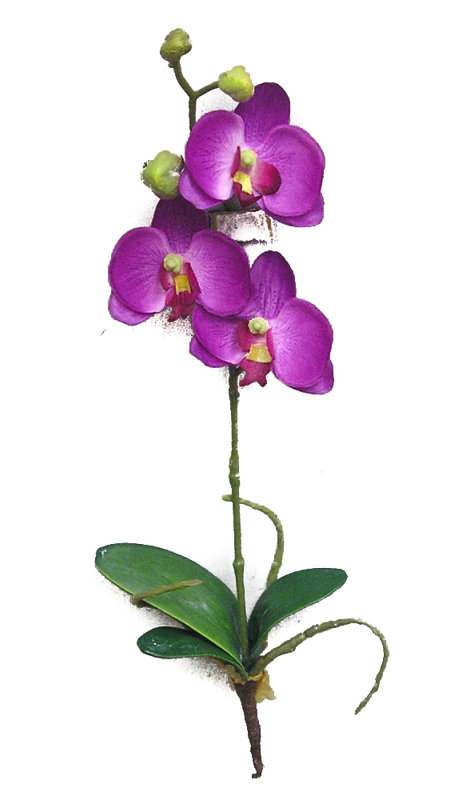 Arrangement floral orchidées, Orchidée