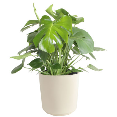 Costa Farms Indoor Monstera Deliciosa House Plant in 10-inch Décor Pot