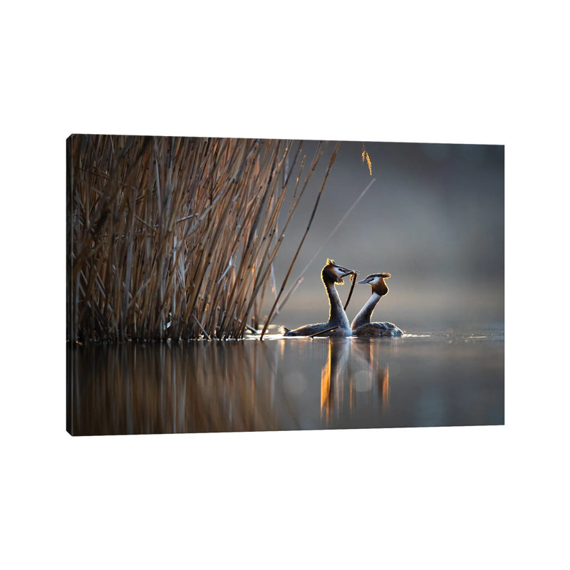 Courtships I by Mateusz Piesiak - Wrapped Canvas Print, 45.72cm H x 66.04cm W x 1.905cm D