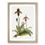 Magnolia Flowers Illustration Tab. 43 by Frederick Sander - Picture Frame Painting Print-55759468-55759467