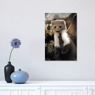«The Cute Weasel» par Zenja Gammer, reproduction de photo sur toile tendue