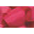 Rose vif est en rupture de stock
