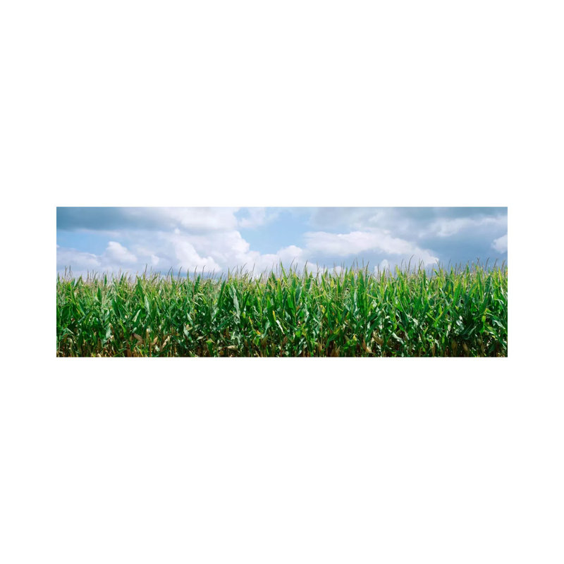 Clouds Over A Corn Field, Christian County, Illinois, USA - Wrapped Canvas Panoramic Print