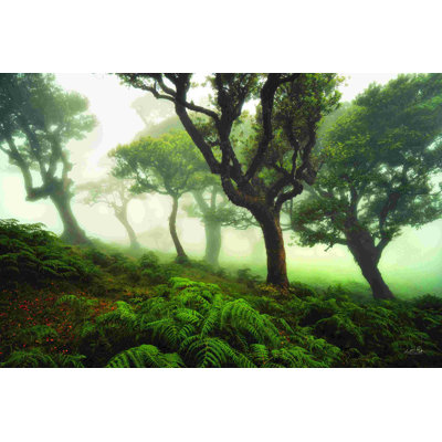 Forêt laiteuse