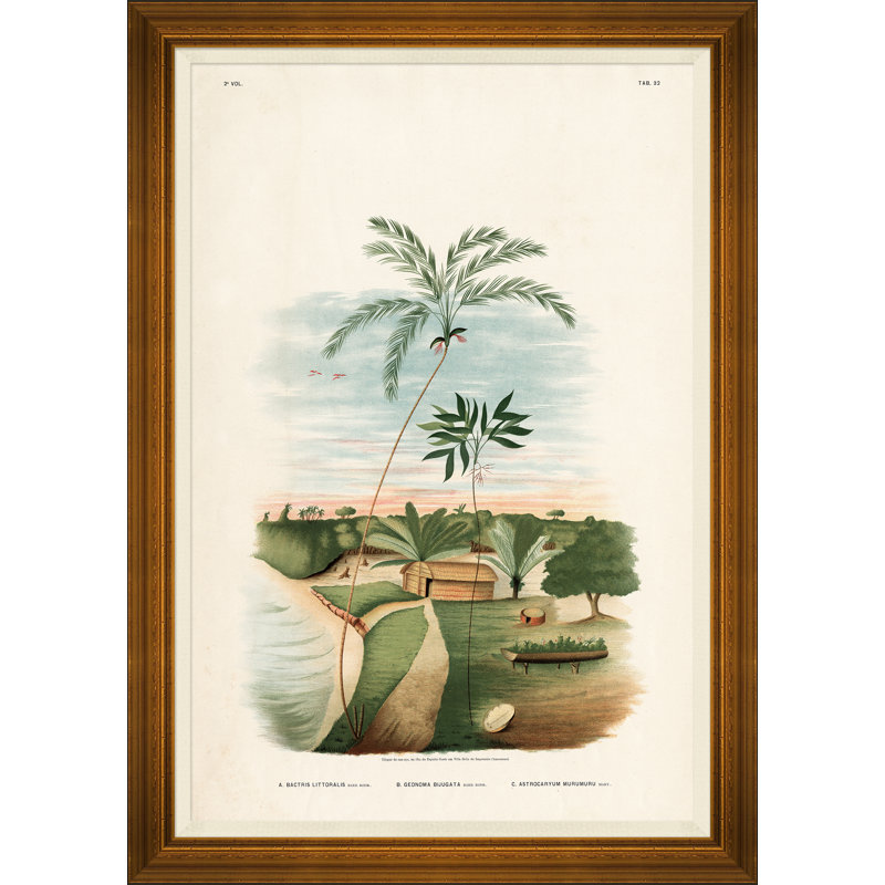 African Palms Giclee Print by João Barbosa Rodrigues