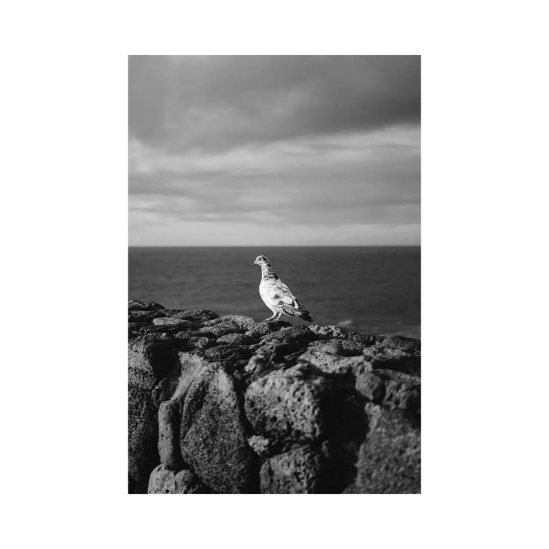 Hawaiian Bird by Bethany Young - Print on Canvas, Wrapped Canvas, 45.72cm H x 30.48cm W x 1.91cm D