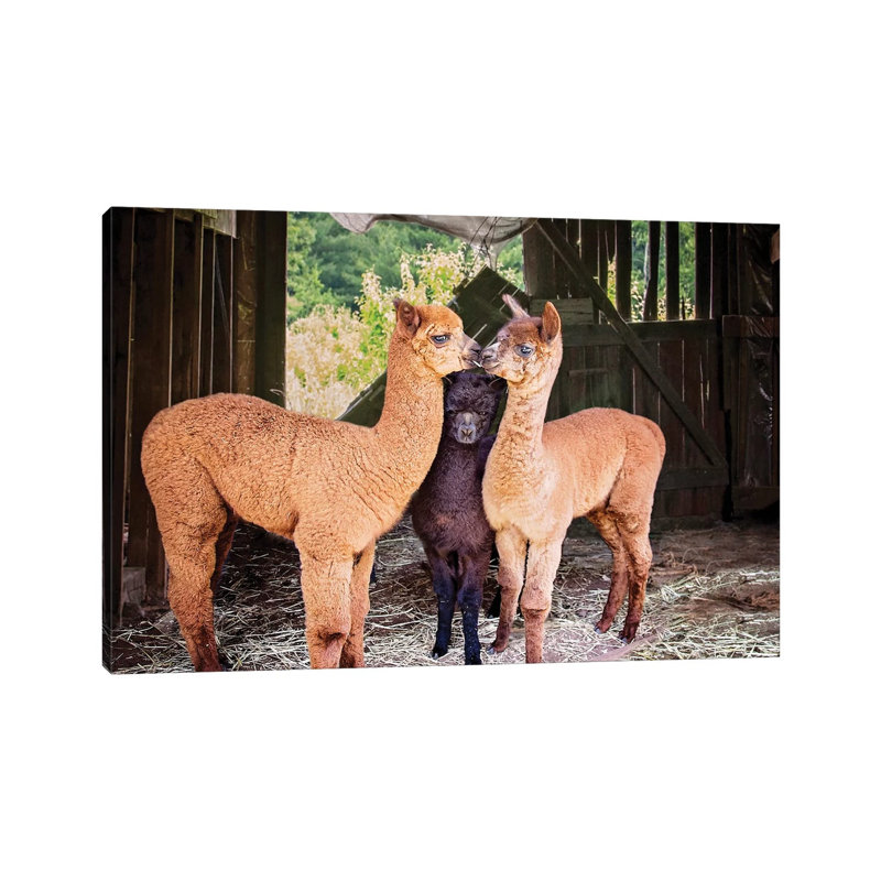 Three Alpaca Babies by Karen Burke - Wrapped Canvas Print, 45.72cm H x 66.04cm W x 1.905cm D