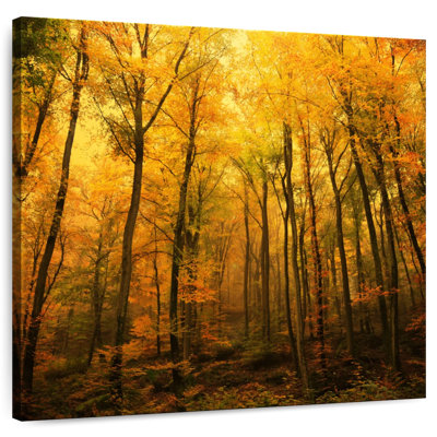 Alvord Forest In Autumn