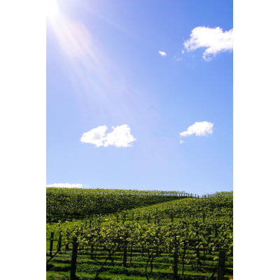 " Beautiful Vineyard "