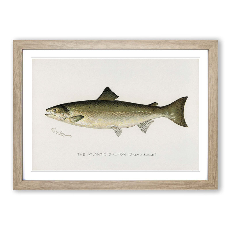 Atlantic Salmon by Sherman F. Denton - Single Picture Frame Painting, 33cm H x 45cm W x 2cm D, Oak Framed