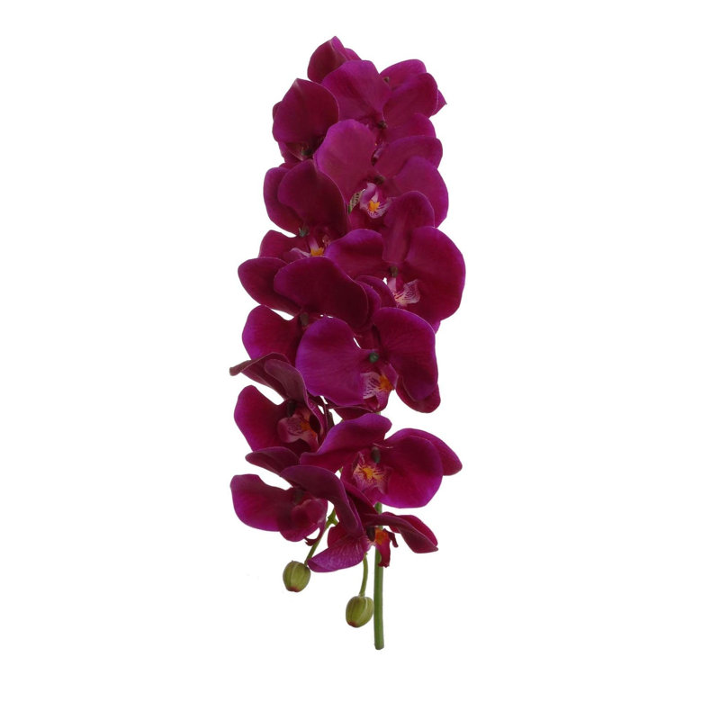 Vaporisateur d'orchidée phalaenopsis de qualité supérieure, Violet