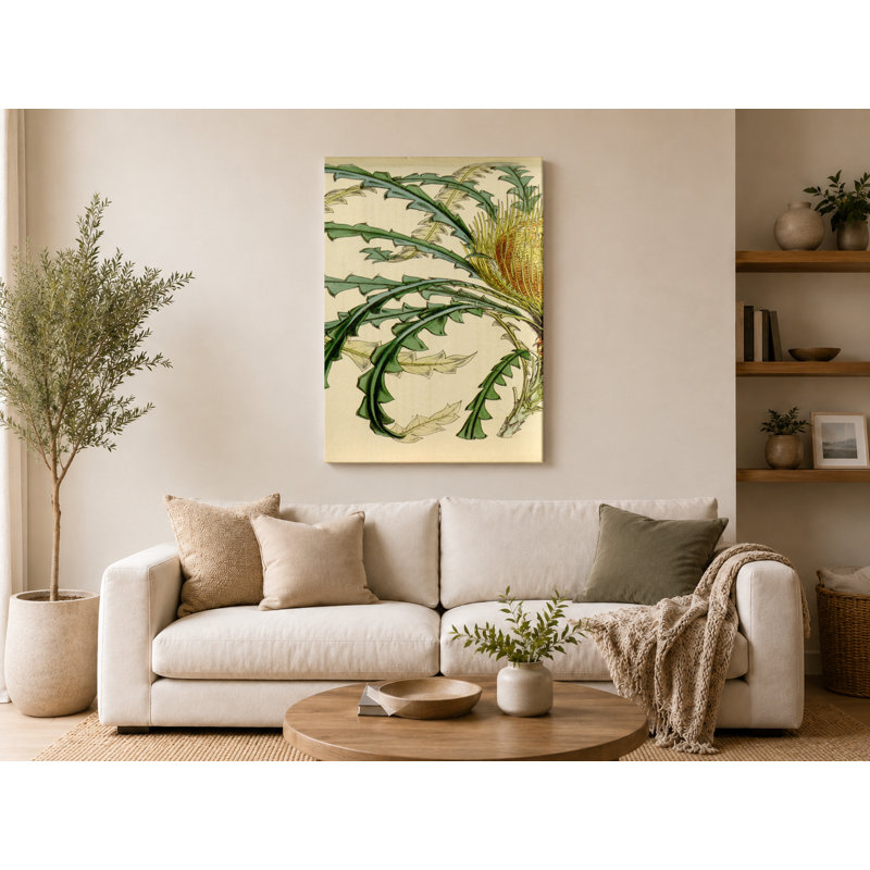 Art mural sur toile Dryandra nilis - Plate 4633, 18" W x 12" H