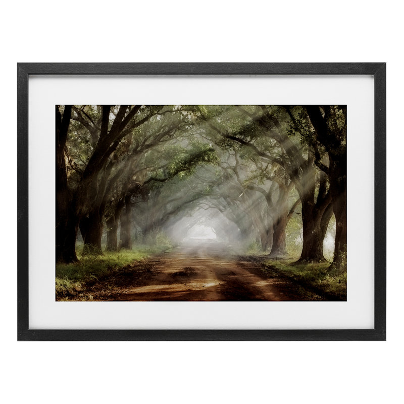 Sunlit Evergreen Grove, reproduction encadrée sous verre, conception de Mike Jones, H 17 po x l 23 po, Cadre noir minuit