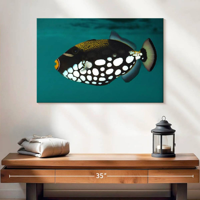 Clown Triggerfish Pet, H 16 po x l 24 po