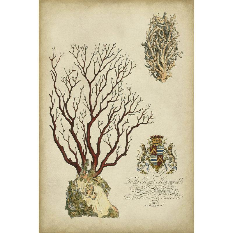 Imperial Coral III by Vision Studio - Wrapped Canvas Print, 46cm H x 30cm W x 3.8cm D