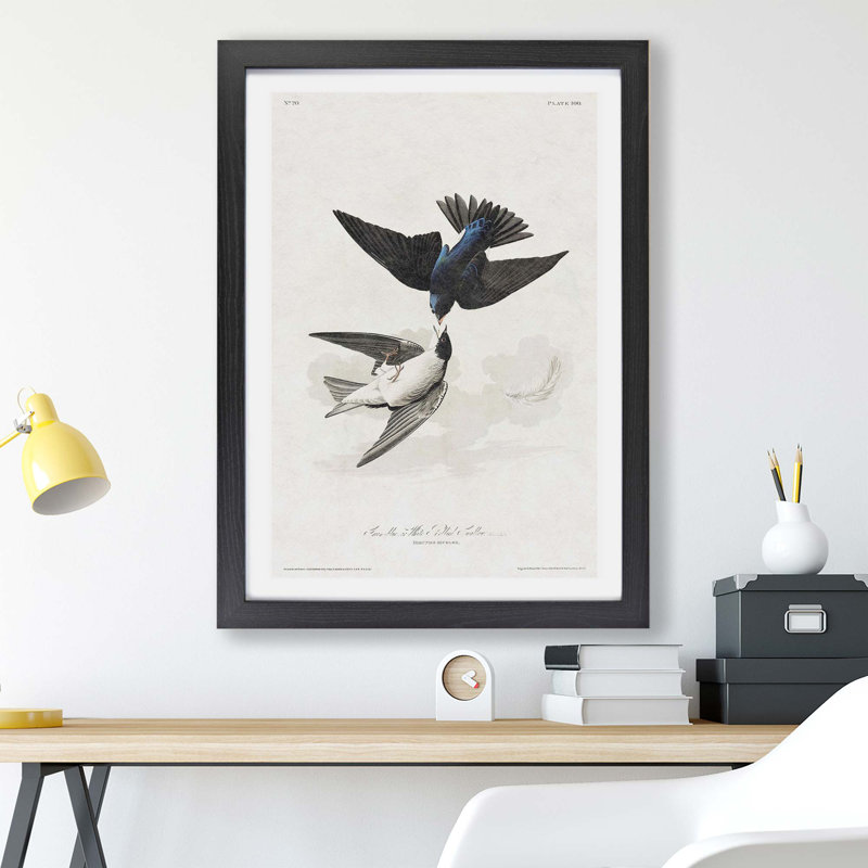 White-bellied Swallow by John Audubon - Single Picture Frame Print, Black, 24cm H x 33cm W x 2cm D